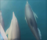 شاهد: الدلافين تزور شاطئ يافا وتقدم عروضاً رائعة 